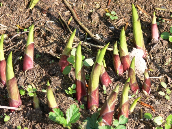 Bois des Moutiers (97) mars 2012